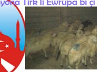 Federasyona Tirk a li Ewrûpayê bi çi mijûl e!