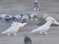 Dîyarbekir: ji bo kevokan otêl hat avakirin