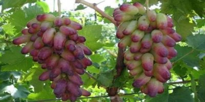 Li çîyayên Kurdistanê 70 coreyên tirî hene